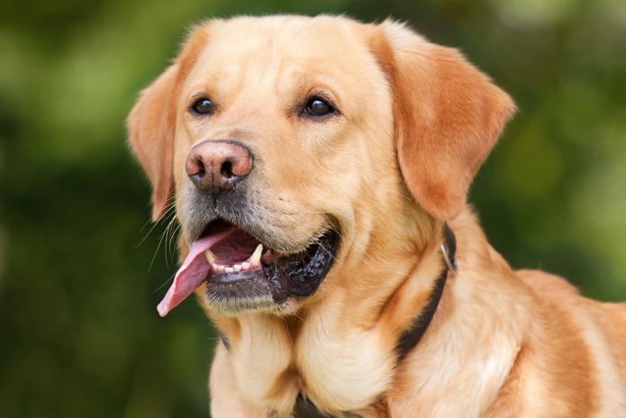 A Labrador retriever outside with its tongue sticking out