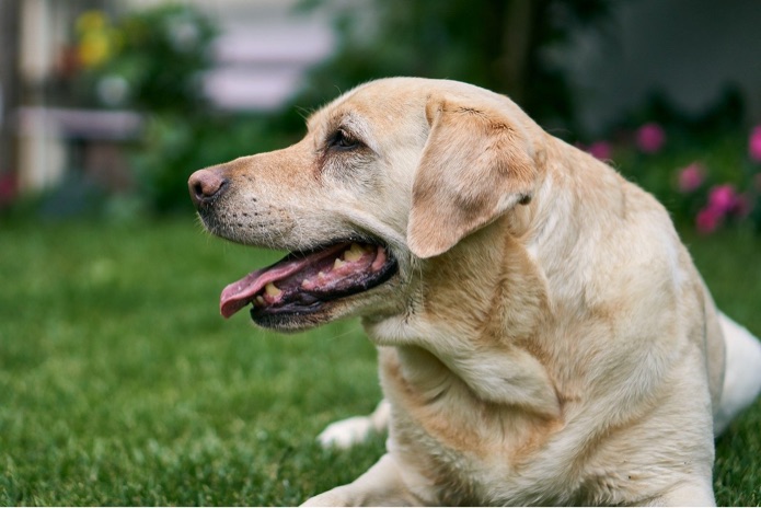 A yellow Labrador retriever is sitting outside with its mouth open