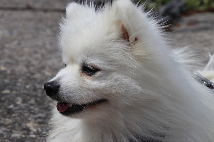 Small white dog with mouth open