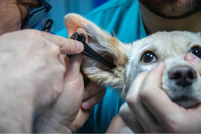 A veterinarian is examining inside a dog's ear