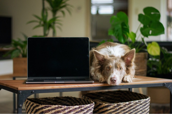 A Border Collie is sitting beside a laptop on a table