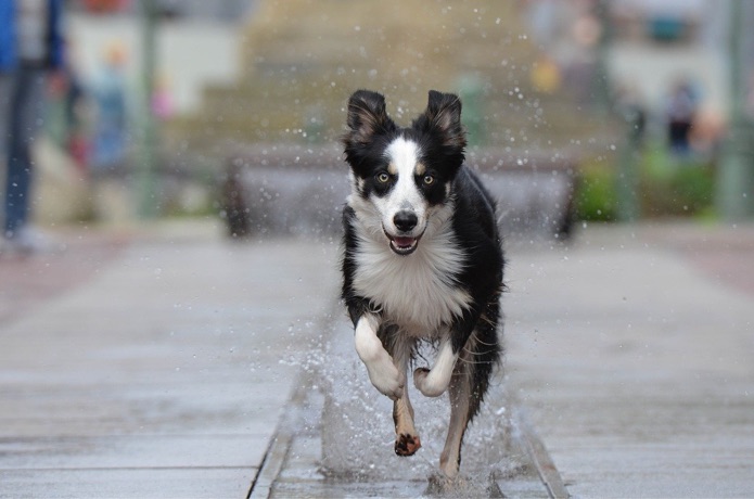 Fitness trackers aren’t just for humans. Ask your dog. Fitness trackers aren’t just for humans. Ask your dog.