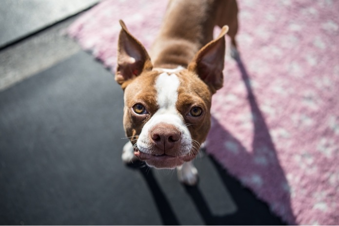 A Boston terrier pup is looking straight on