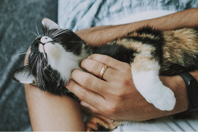 A cat is scratched under the chin while being held