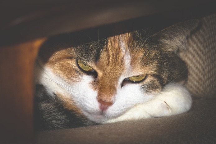 A cat with yellow eyes is resting on their paws