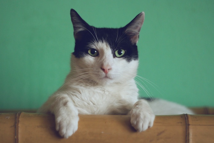 A cat with green eyes is staring forward while sitting on a bookshelf