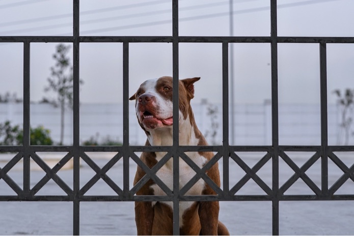 A dog is sitting upright behind a metal gate