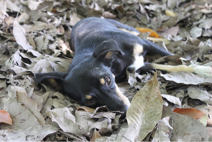 A dark colored dog is laying on top of leaves