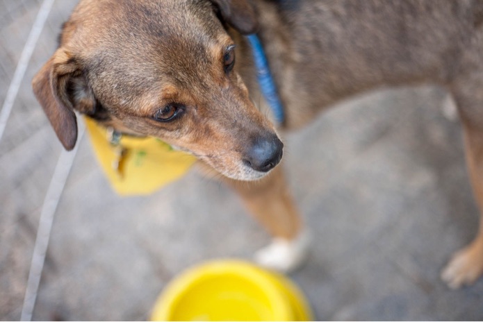 A dog volunteer is standing