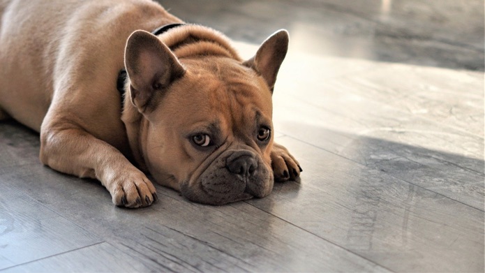 A French bulldog is laying on the floor