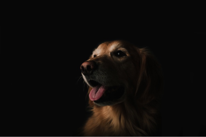 Dogs may be able to tell difference between speech patterns, study finds Dogs may be able to tell difference between speech patterns, study finds