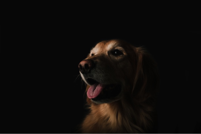 A happy golden retriever with its tongue out in a black backdrop