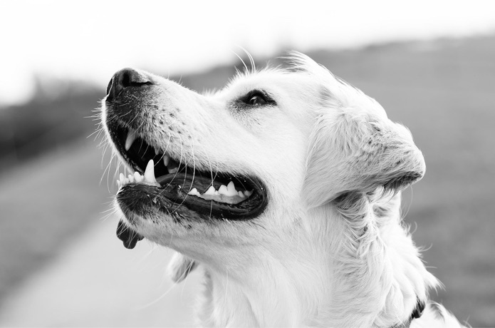 A golden retriever is outside with its mouth open