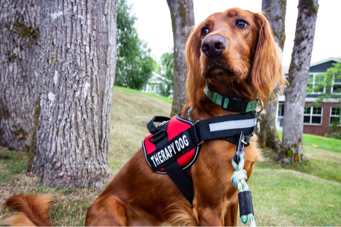 A therapy dog sits outside