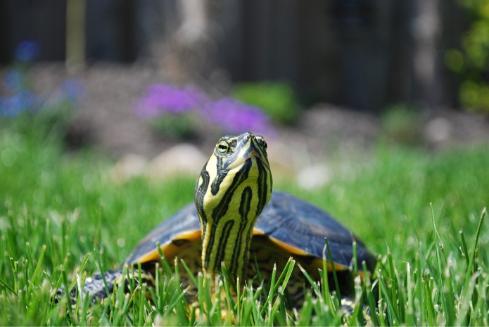 A turtle is sitting outside in the grass