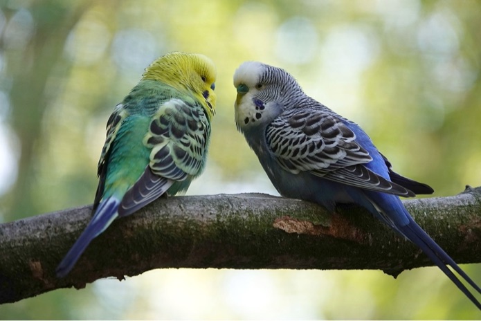 A green and blue colored budgie are sitting together on a branch