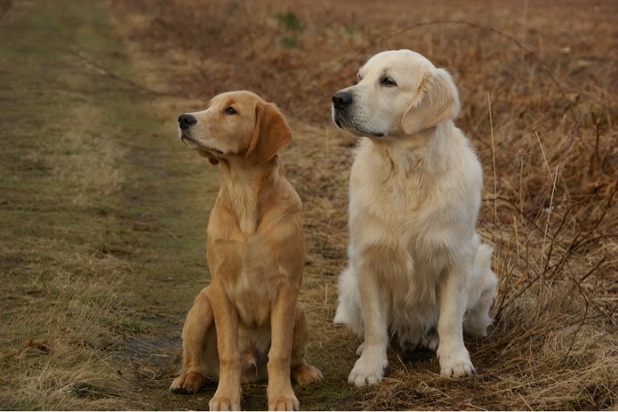 Two Golden Retriever dogs are sitting beside each other outside