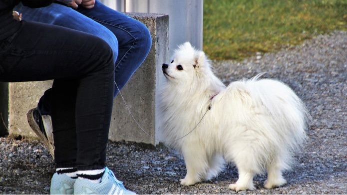 A white dog is looking up at a couple that is sitting on a bench outside