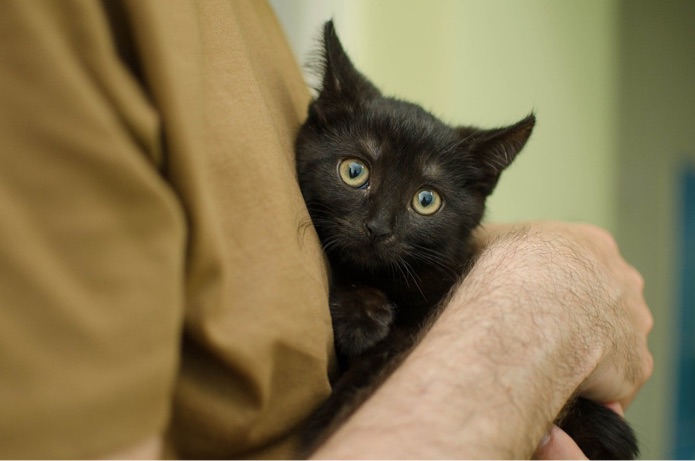 A black cat is being held in a man's arms