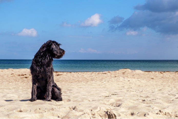 A black dog is sitting on the beach with a blue sky and some clouds in the background