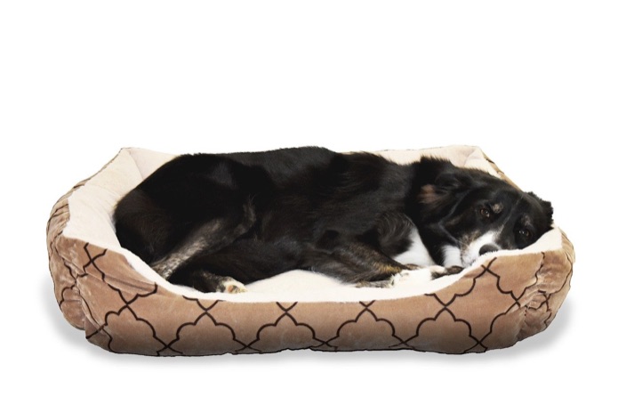 A Border collie is lying in their dog bed