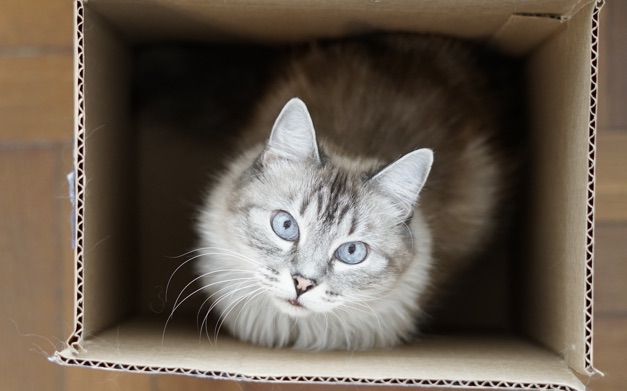 A cat is inside a cardboard box looking up