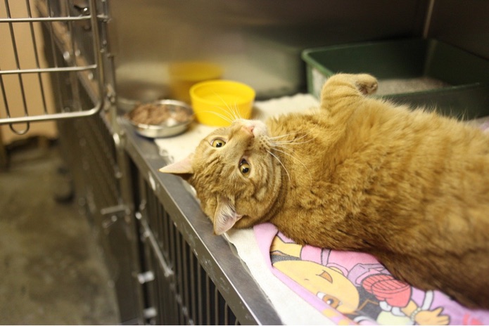 A cat is sitting in a cage bank at the veterinarian