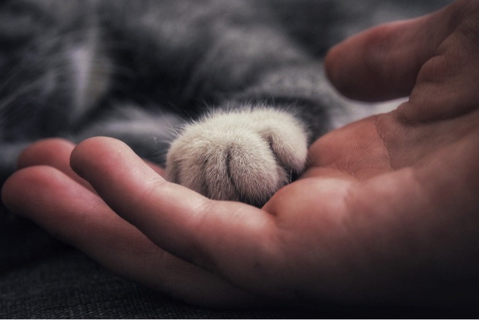 A cat's paw is touching the palm of a human hand