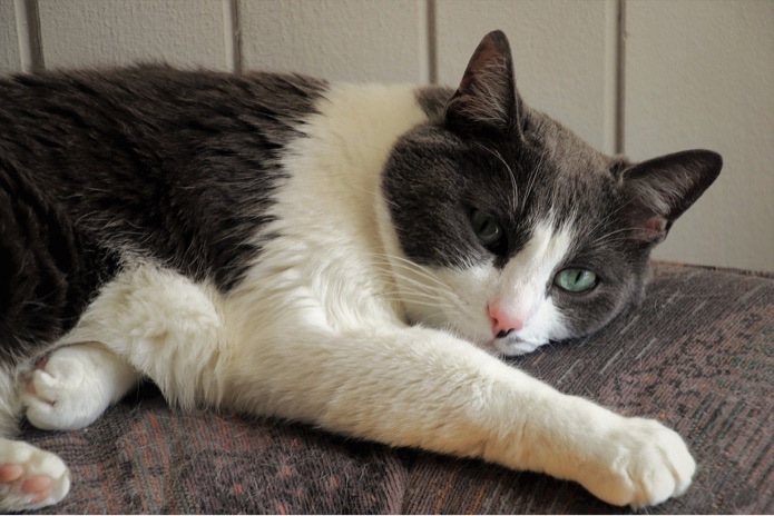 Why pet owners should have a $2,000 end-of-life fund Why pet owners should have a $2,000 end-of-life fund