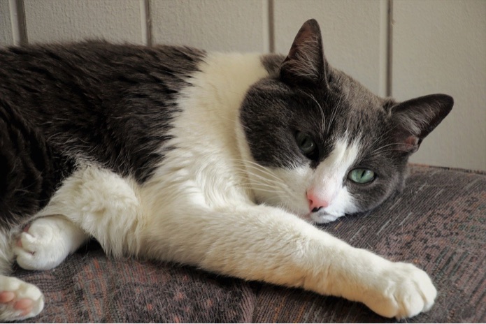 A cat is relaxing on a cushion