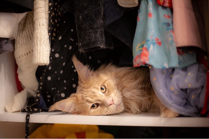 Paws off: protecting clothes from your pets (and what to do when you’ve failed)