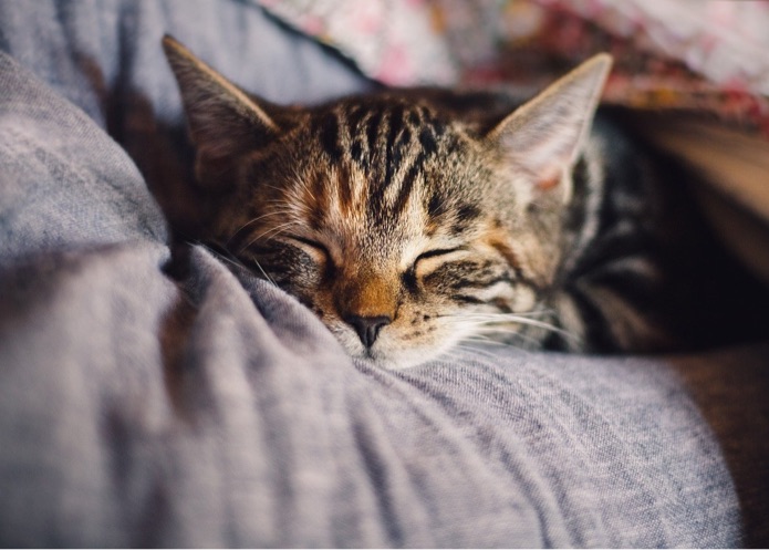 A cat is sleeping in a person's arms