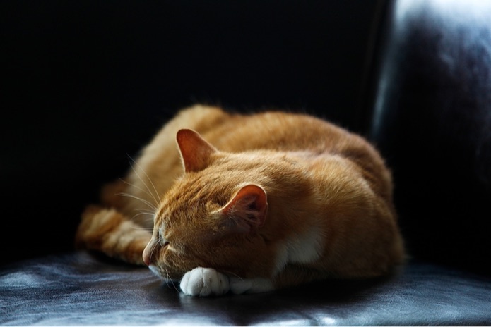 An orange colored cat is sleeping on the floor