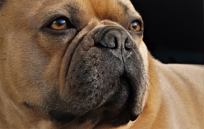 Norway banned the breeding of brachycephalic dogs – is it time for other countries to follow suit?