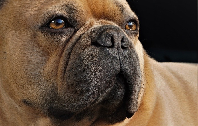 A close-up of a French bulldog's face