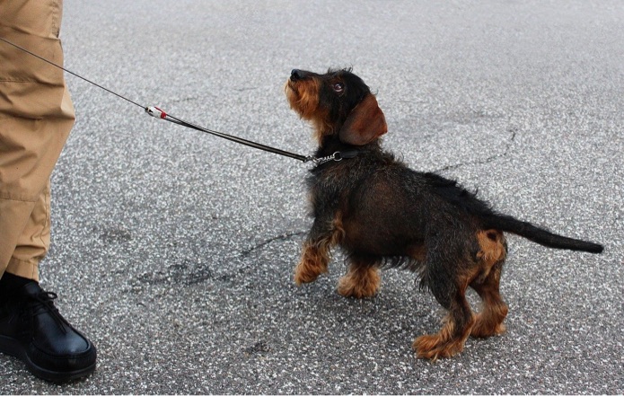 A dachshund is undergoing obedience training