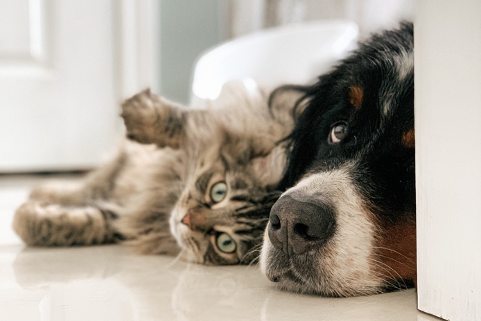 A dog and cat are lying next to each other