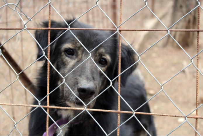 A dog stands behind a metal fence