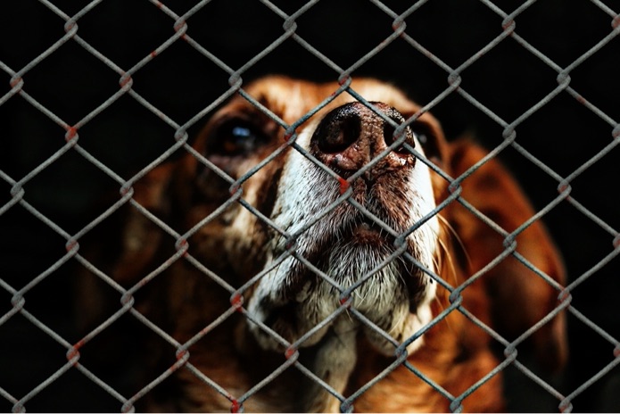 Here’s how to become an animal advocate in your state and why it’s important Here’s how to become an animal advocate in your state and why it’s important