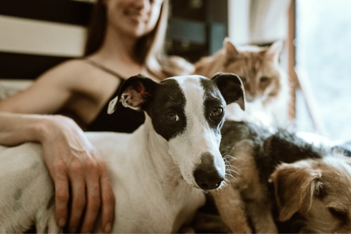 Dogs and a cat sit together with a woman