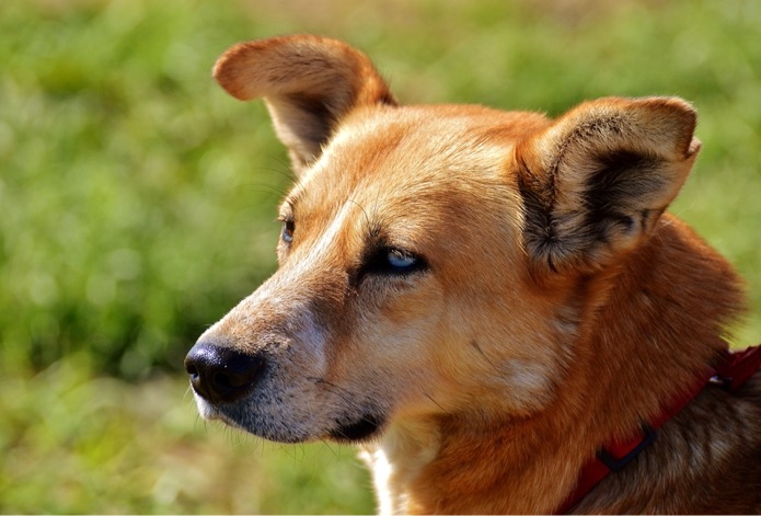 A dog is outside looking towards something