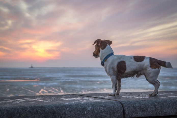 A dog outside looking out across the water