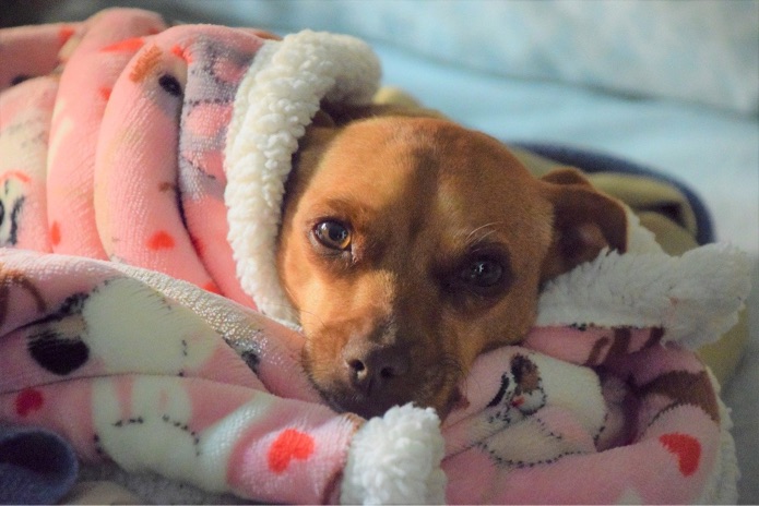 Grant Will Give Struggling Families A Safe Place For Pets Grant Will Give Struggling Families A Safe Place For Pets