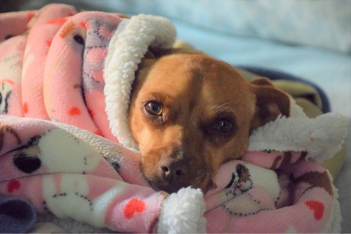 A dog is lying in a blanket