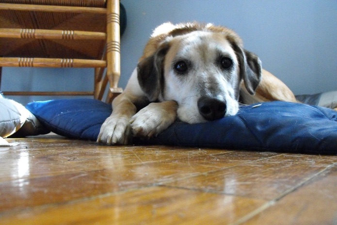 ‘Animals can bring joy’: Duke students find comfort with emotional support pets in dorms ‘Animals can bring joy’: Duke students find comfort with emotional support pets in dorms