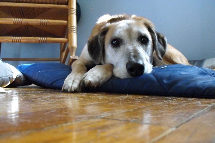 A dog is lying down in a blue bed