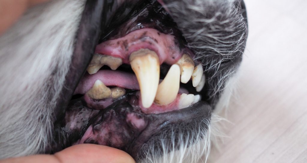 A dog's mouth has been pulled open by a person's hand to reveal tartar and gingivitis