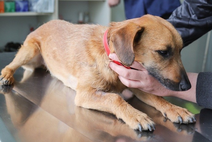 A dog is sitting on an exam table at the veterinarian