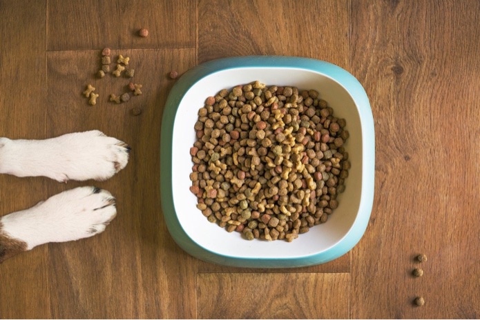 A dog's paws are situated beside a bowl of kibble