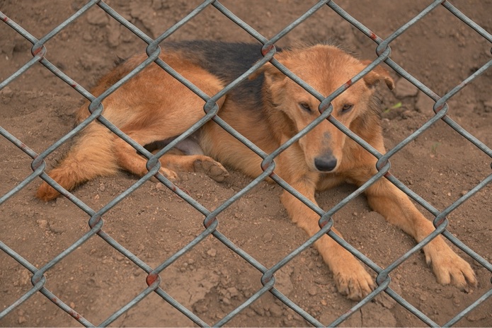 A dog is sitting in dirt behind a metal fence